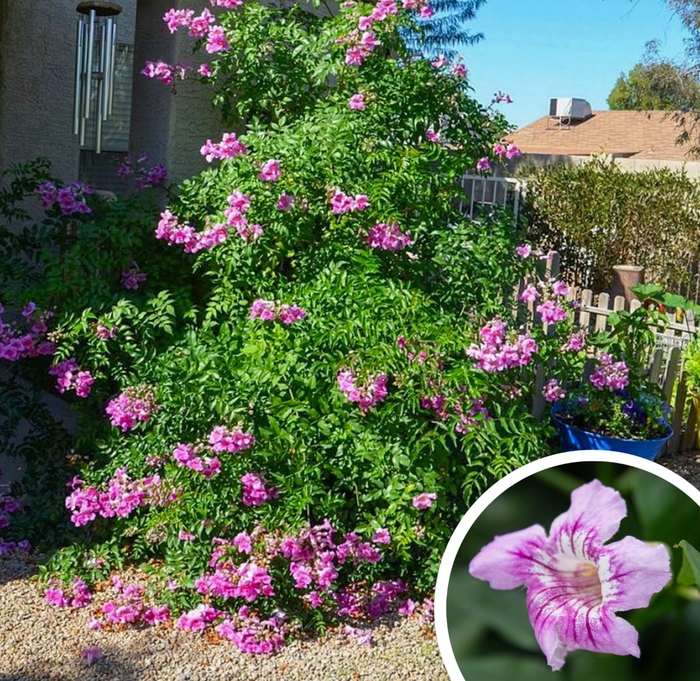 Pink Trumpet Vine - Podranea ricasoliana from Whitfill Nursery
