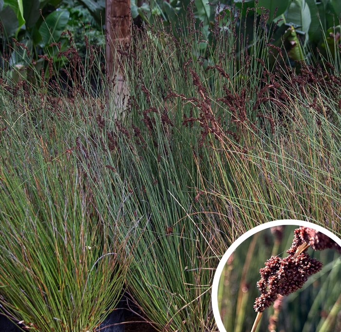 Bamboo Rush (Small Cape Rush) - Chrondropetalum tectorum from Whitfill Nursery