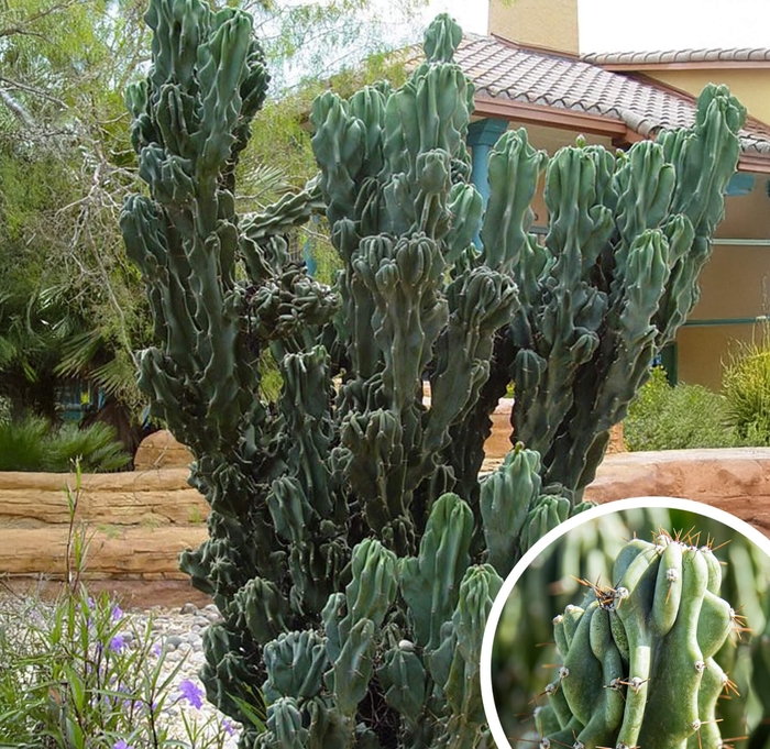 Monstrose Cereus Cactus - Cereus peruvianus 'monstrosus' from Whitfill Nursery