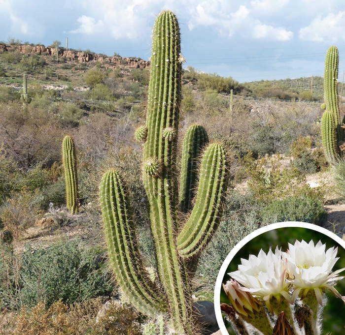 Cardon Grande (Argentine Saguaro) - Echinopsis terscheckii (Trichocereus terscheckii) from Whitfill Nursery