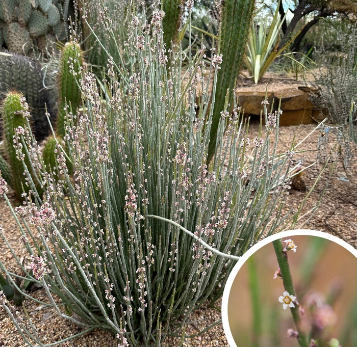 Candelilla - Euphorbia antisyphilitica from Whitfill Nursery