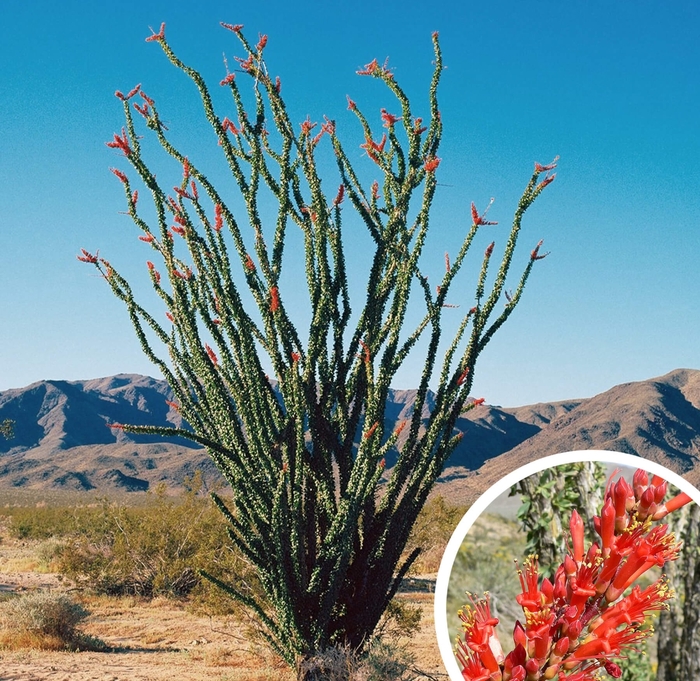 Ocotillo - Fouquieria splendens from Whitfill Nursery