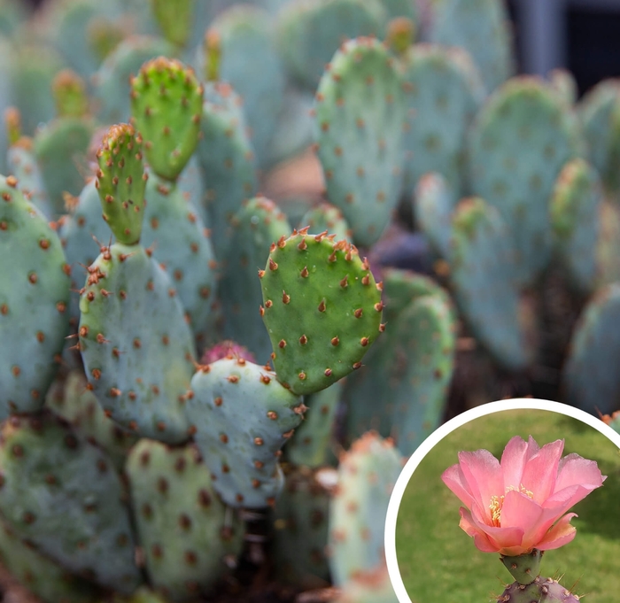 Baby Rita Prickly Pear - Opuntia hybrid ‘Baby Rita’ from Whitfill Nursery