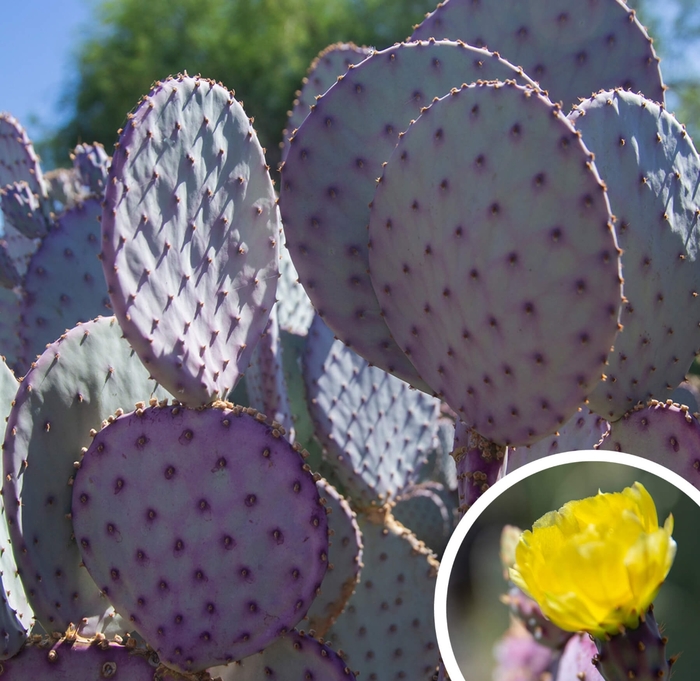 Santa Rita Prickly Pear - Opuntia 'Santa Rita' from Whitfill Nursery