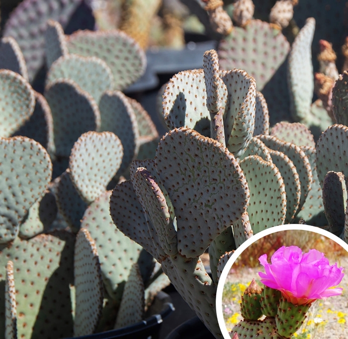 Beavertail Prickly Pear - Opuntia basilaris from Whitfill Nursery