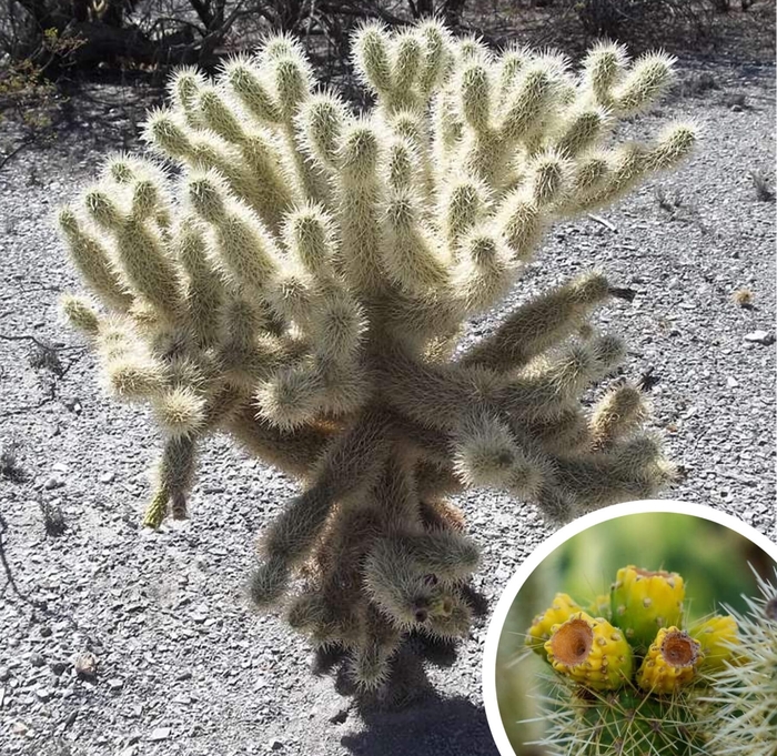 Teddy Bear Cholla - Opuntia bigelovii from Whitfill Nursery