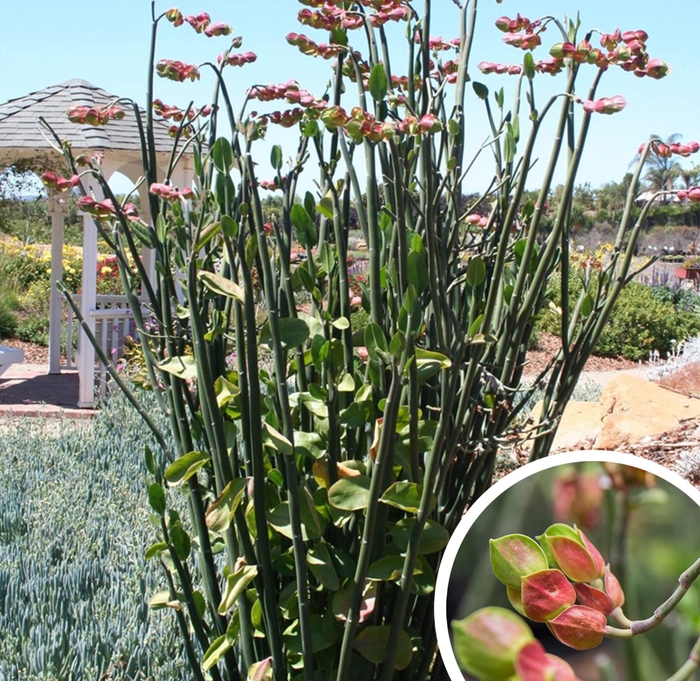 Tall Slipper Plant - Pedilanthus bracteatus (Euphorbia bracteata) from Whitfill Nursery