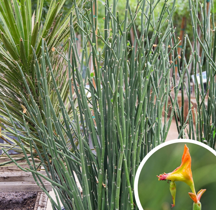 Lady's Slipper (Slipper Plant) - Pedilanthus macrocarpus (Euphorbia lomelii) from Whitfill Nursery