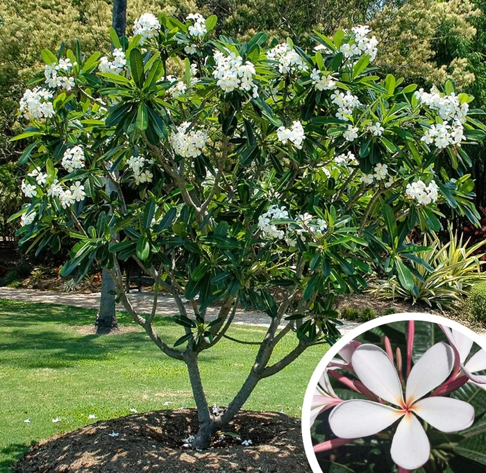 Plumeria (Frangipani) - Plumeria from Whitfill Nursery