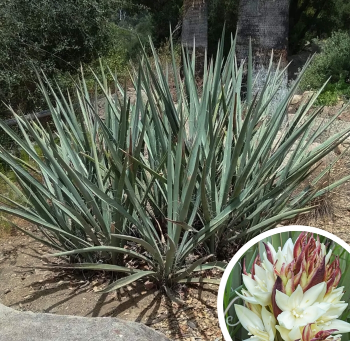 Banana Yucca - Yucca baccata from Whitfill Nursery