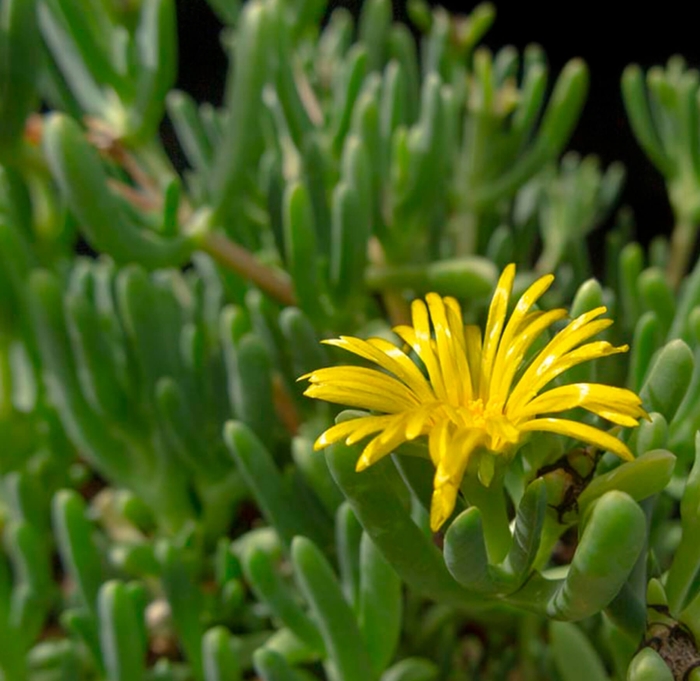 Ice Plant - Malephora lutea from Whitfill Nursery