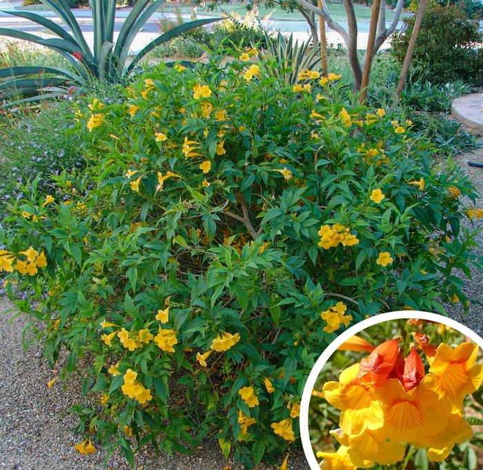 Esperanza Trumpet Flower - Tecoma 'Sierra Apricot' from Whitfill Nursery