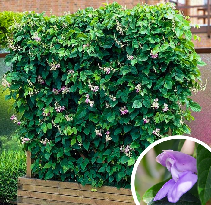 Snail Vine - Vigna caracalla (Phaseolus caracalla) from Whitfill Nursery