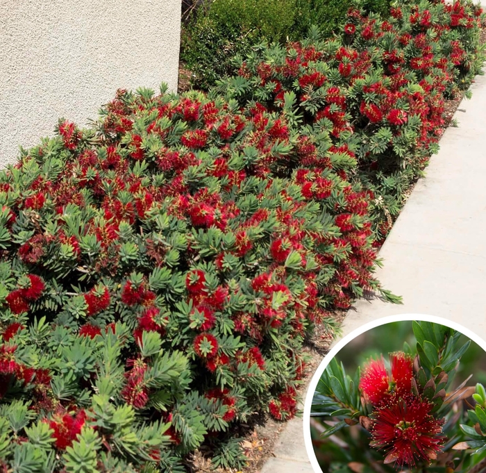Little John Dwarf Bottlebrush - Callistemon 'Little John' from Whitfill Nursery