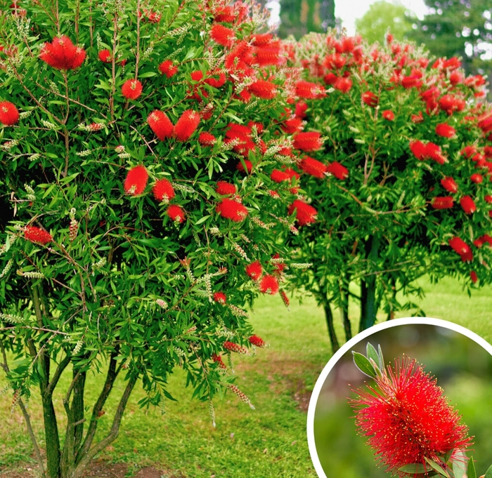 Lemon Bottlebrush - Callistemon citrinus from Whitfill Nursery