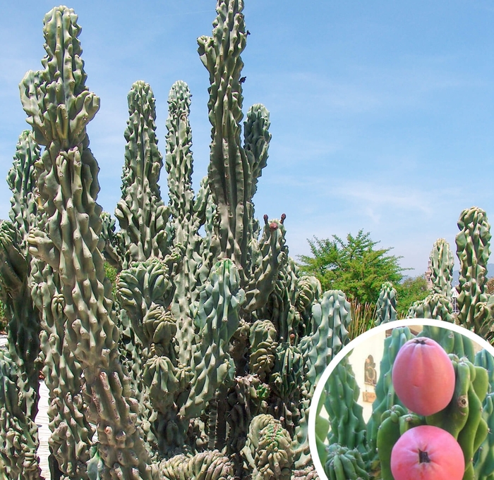 Monstrose Apple Cactus - Cereus repandus 'monstruosus' from Whitfill Nursery
