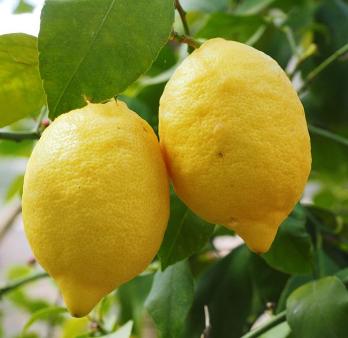 Ponderosa Lemon - Citrus limon x Citrus medica from Whitfill Nursery