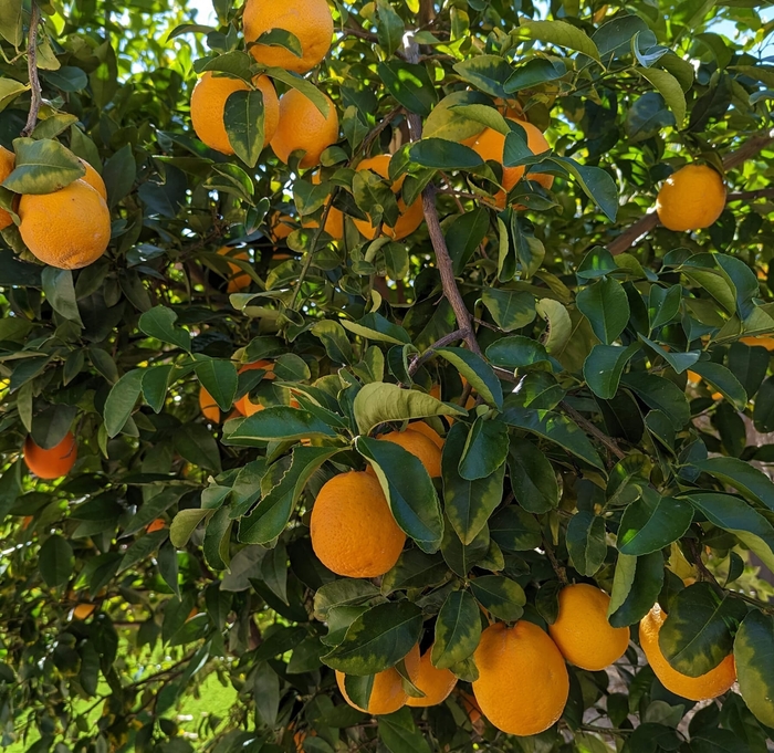 Arizona Sweet Orange - Citrus sinensis 'Arizona Sweet' from Whitfill Nursery