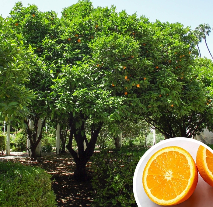 Valencia Sweet Orange - Citrus sinensis 'Valencia' from Whitfill Nursery