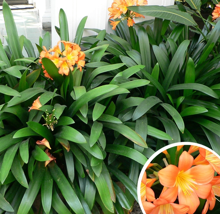 Kaffir (Clivia) Lily - Clivia miniata from Whitfill Nursery