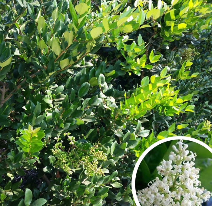 Wax Leaf Privet - Ligustrum japonicum 'Texanum' from Whitfill Nursery