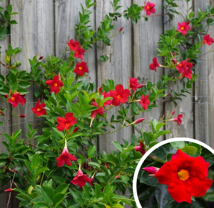 Mandevilla - Mandevilla splendens from Whitfill Nursery