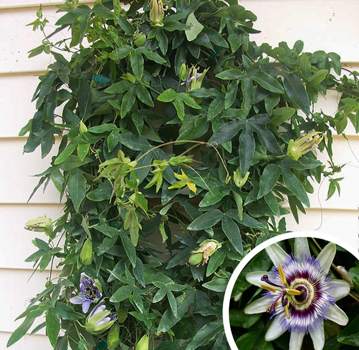 Blue Passion Flower Vine - Passiflora caerulea from Whitfill Nursery