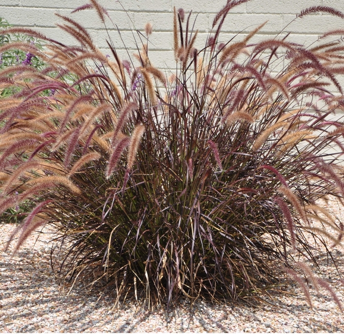 Purple Fountain Grass - Pennisetum setaceum 'Rubrum' from Whitfill Nursery