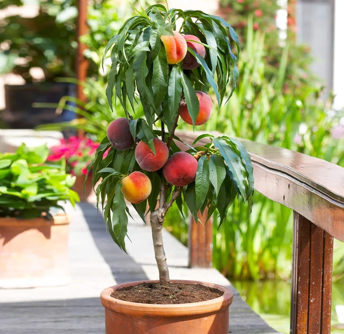 Bonanza Dwarf Peach - Prunus persica 'Miniature Bonanza' from Whitfill Nursery
