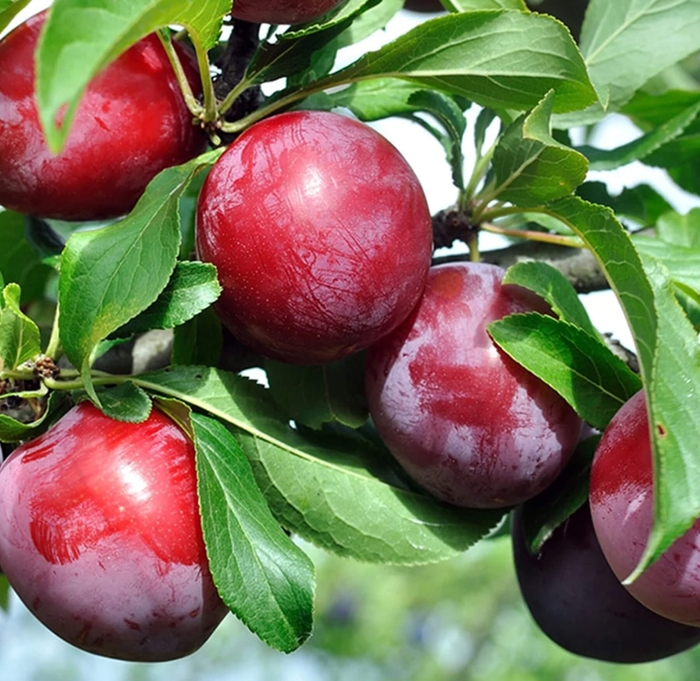 Santa Rosa Plum - Prunus salicina 'Santa Rosa' from Whitfill Nursery