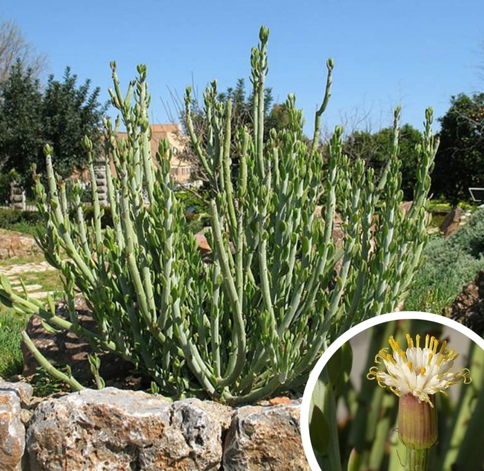 Swizzle Sticks - Senecio anteuphorbium from Whitfill Nursery