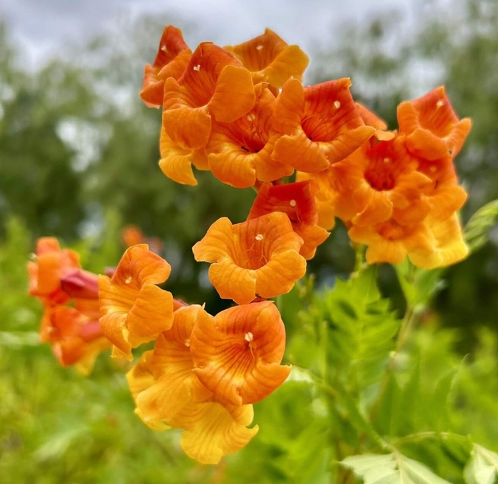 Solar Flare Esperanza - Tecoma 'Solar Flare' from Whitfill Nursery