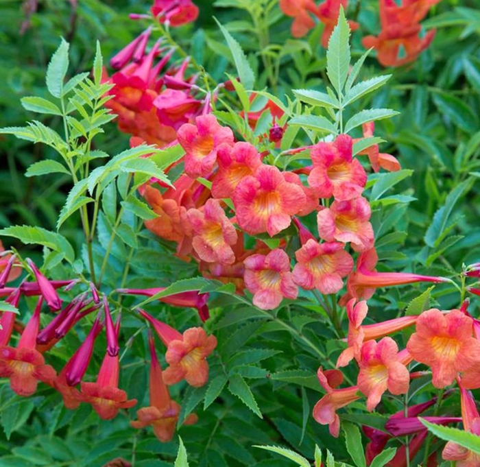 Bells of Fire Tecoma - Tecoma stans 'Bells of Fire' from Whitfill Nursery