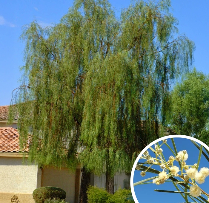 Shoestring Acacia - Acacia stenophylla from Whitfill Nursery