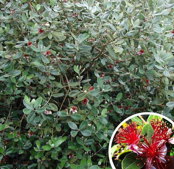 Pineapple Guava - Acca sellowiana from Whitfill Nursery