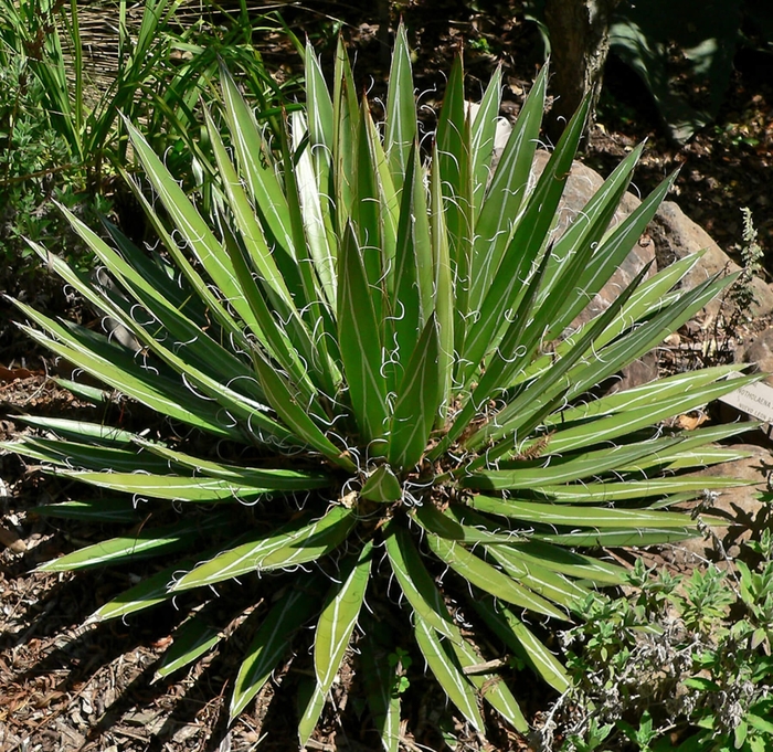 Thread Agave - Agave filifera from Whitfill Nursery