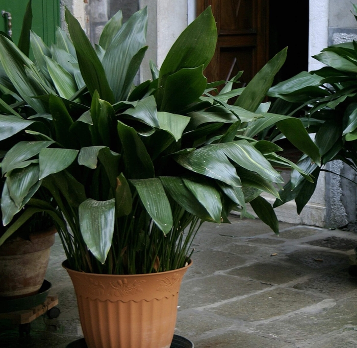 Cast Iron Plant - Aspidistra elatior from Whitfill Nursery