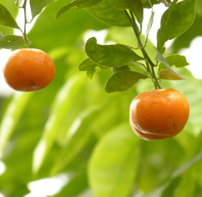 Calamondin - Citrofortunella mitis (Citrus microcarpa) from Whitfill Nursery