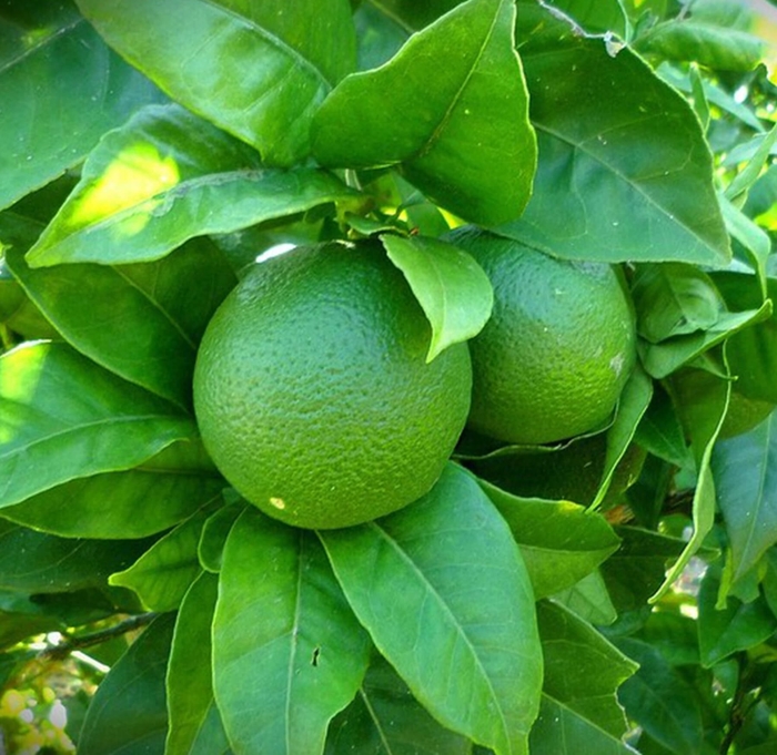 Bearss (Persian) Lime - Citrus latifolia from Whitfill Nursery