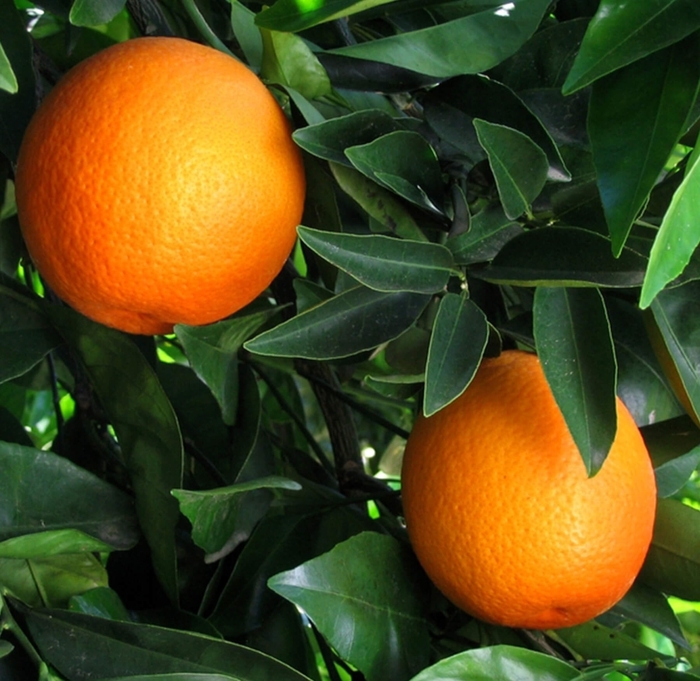 Trovita Sweet Orange - Citrus sinensis 'Trovita' from Whitfill Nursery
