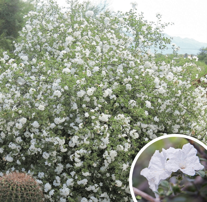 Little Leaf Cordia - Cordia parvifolia from Whitfill Nursery