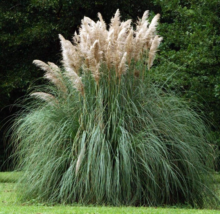 Pampas Grass - Cortaderia selloana from Whitfill Nursery