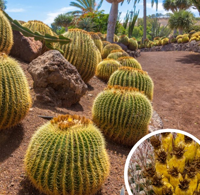 Golden Barrel Cactus - Echinocactus grusonii from Whitfill Nursery