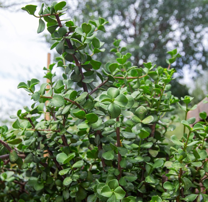 Bull Elephant Food - Portulacaria macrophylla gigantea from Whitfill Nursery