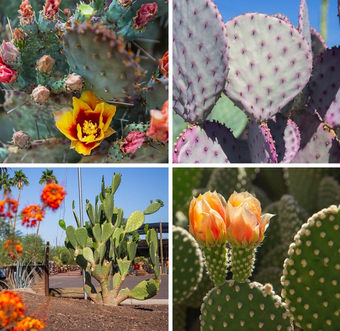 Prickly Pear Cactus - Opuntia from Whitfill Nursery