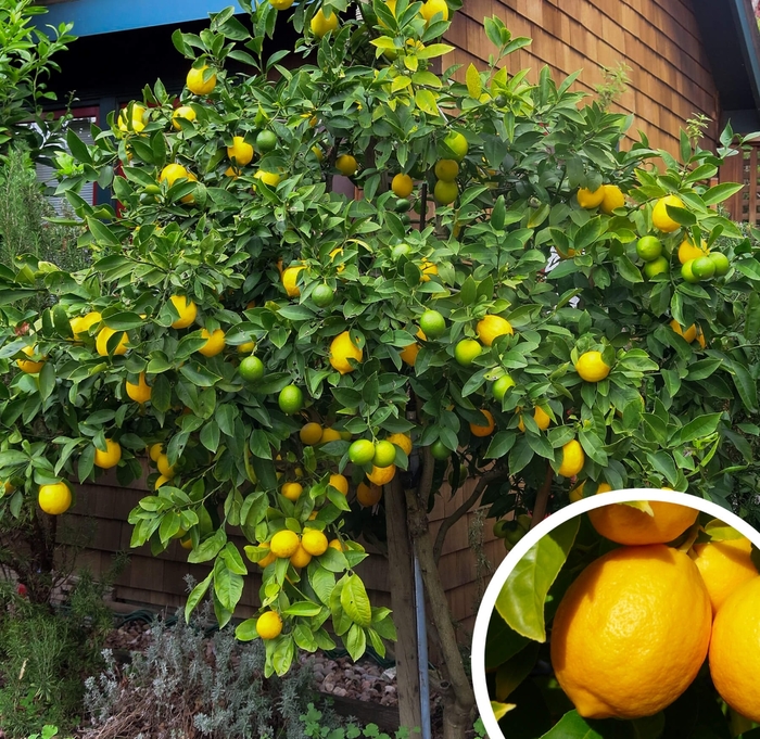 Meyer Lemon - Citrus limon 'Meyer Improved' from Whitfill Nursery