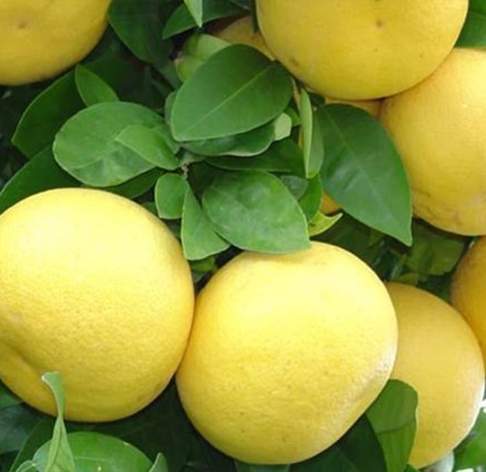 Oroblanco Grapefruit - Citrus maxima 'Oroblanco' from Whitfill Nursery