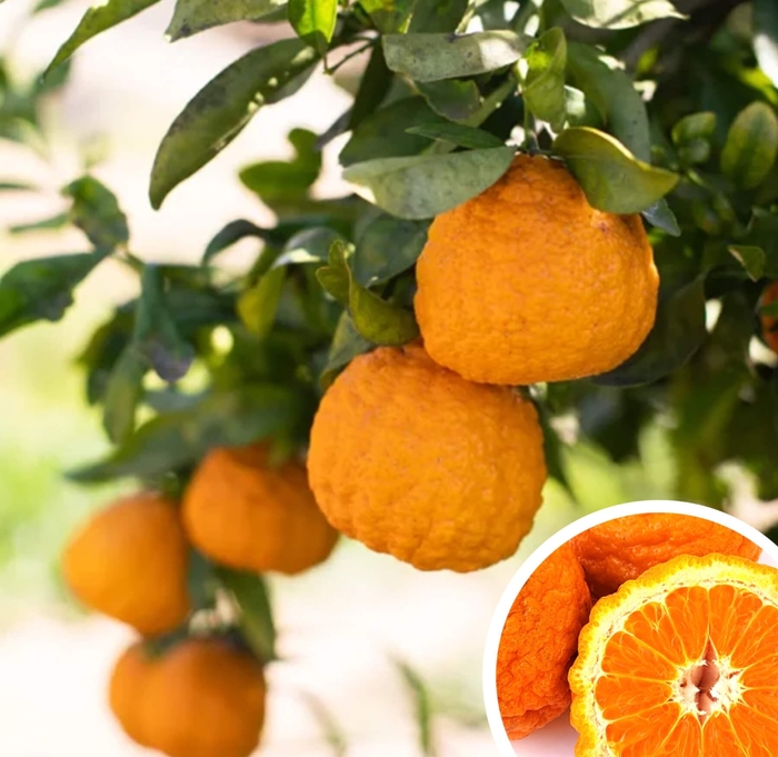 Gold Nugget Mandarin - Citrus reticulata 'Gold Nugget' from Whitfill Nursery