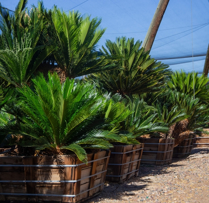 Sago Palm - Cycas revoluta from Whitfill Nursery
