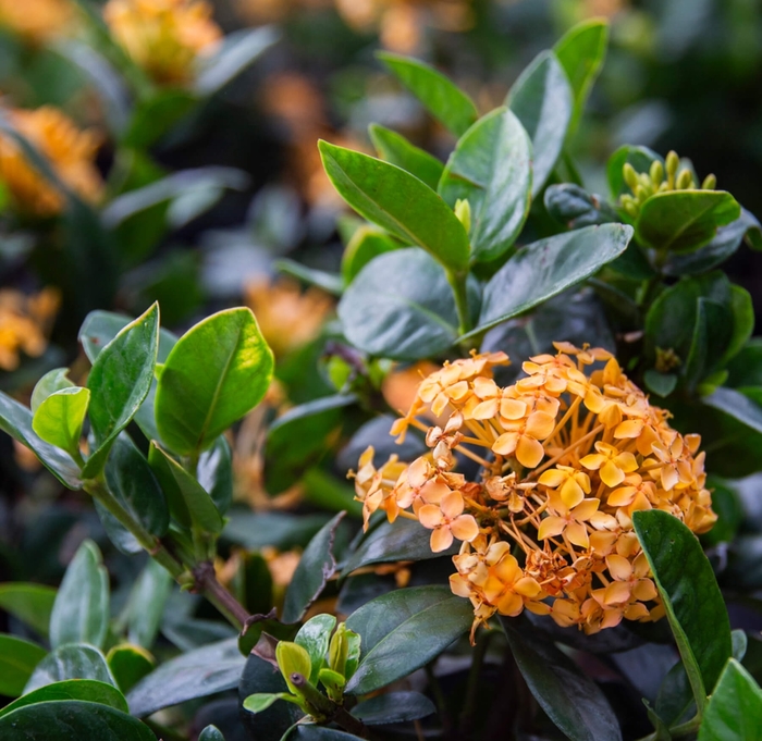 Jungle Flame - Ixora coccinea from Whitfill Nursery